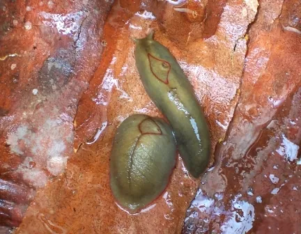 red triangle slug: triboniophorus graeffei, a large air-breathing land slug in the family Athoracophoridae