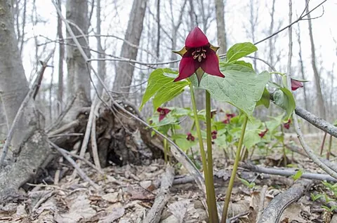 red trillium: trillium erectum, native to eastern, northeastern North America