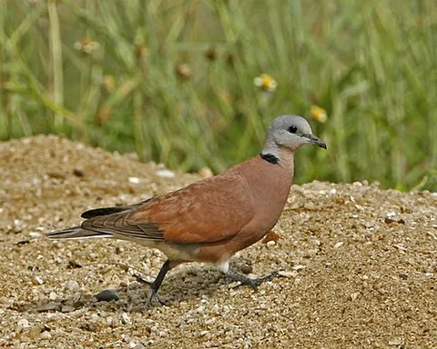 red turtle dove: a small bird, Streptopelia tranquebarica, a resident breeding bird in the tropics in the Indian...