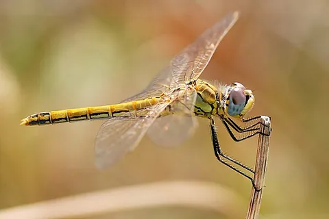 red-veined darter: a Sympetrum fonscolombii dragonfly