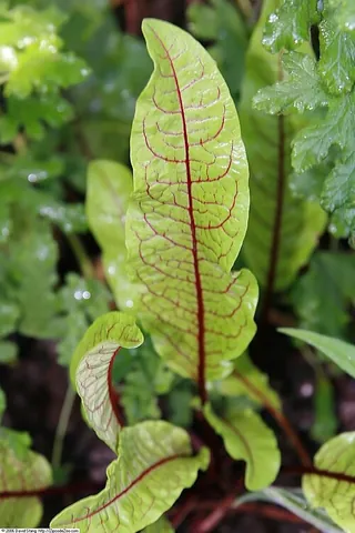 red-veined dock: bloody dock, Rumex sanguineus