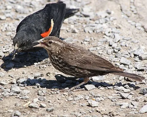 red-winged blackbird: a bird of the species Agelaius phoeniceus, native to North and Central America