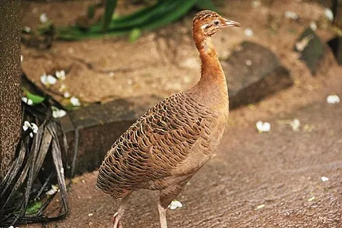 red-winged tinamou: a tinamou, Rhynchotus rufescens
