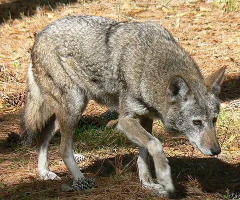 red wolf: canis rufus, a medium-sized canine native to the southeastern United States