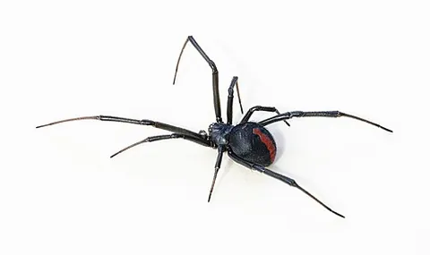 redback: a venomous spider, Latrodectus hasselti, endemic to Australia
