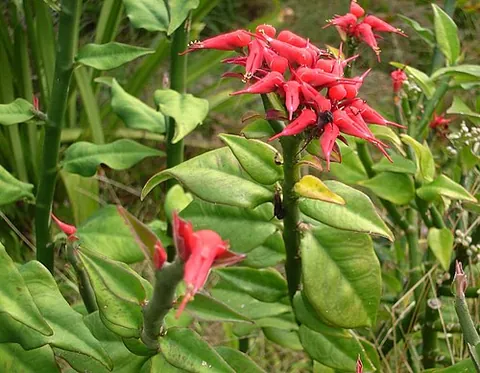 redbird cactus: devil's backbone (Euphorbia tithymaloides)