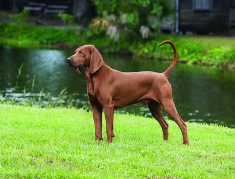 redbone: a dark-red or tan coonhound