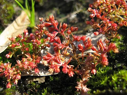 reddish-green: of a part of a plant, of a reddish or sometimes magentaish color that blends into or seems darkened...