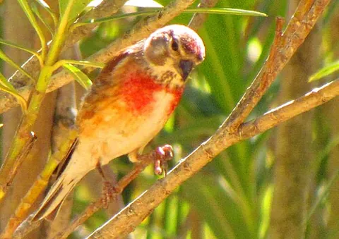 redfinch: the common linnet (Linaria cannabina)