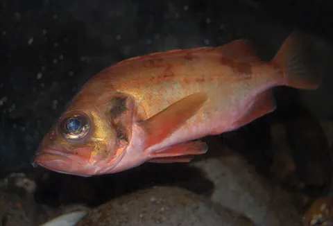 redfish: any member of the genus Sebastes, or edible red rockfishs