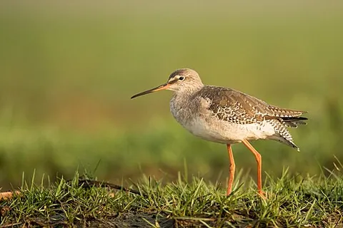 redshank: any of two species of Old World wading bird in the genus Tringa that have long red legs