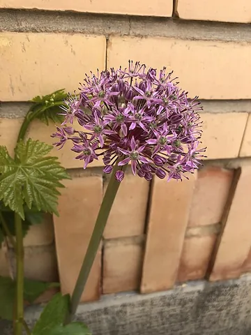 redskin onion: allium haematochiton, a species of allium found in Baja California, Sonora and California