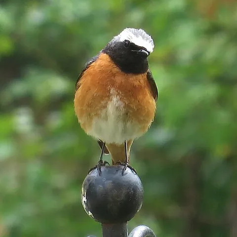 redstart: any of various insectivorous ground-feeding birds, mainly of the genus Phoenicurus. Many of the...