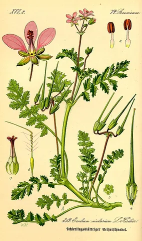 redstem filaree: a flowering plant in the geranium family, Erodium cicutarium, native to the Mediterranean basin