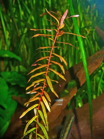 redstem: ammannia, in family Lythraceae