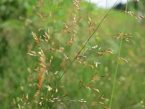 redtop: a kind of grass (Agrostis vulgaris) highly valued in the United States for pasturage and hay for...
