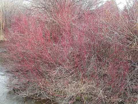 redtwig: a plant of the species Cornus sericea, native throughout northern and western North America from...