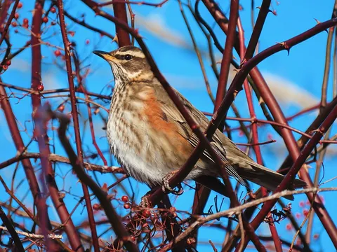 redwing: a small thrush, Turdus iliacus, native to Eurasia, with a white eye stripe and red under-wing...