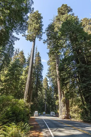 redwood: a tree of the species Sequoia sempervirens