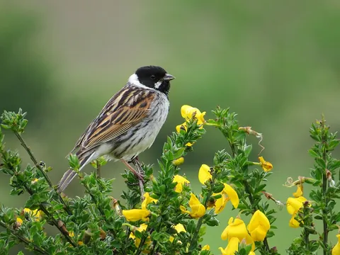 reed bunting: a passerine bird, Emberiza schoeniclus, sparrow-sized but slim and with a long, deeply notched tail