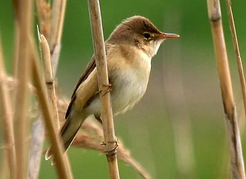 reed warbler: a warbler, of the species Acrocephalus scirpaceus in the family Acrocephalidae, native to Eurasia...