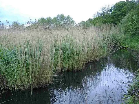 reed: any of various types of tall stiff perennial grass-like plants growing together in groups near water
