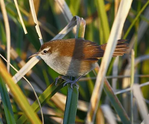 reedhaunter: a bird of the genera Limnornis or Limnoctites, native to South America