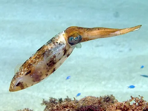reef squid: any of various species in the genus Sepioteuthis of squid with large, rounded fins, resembling...