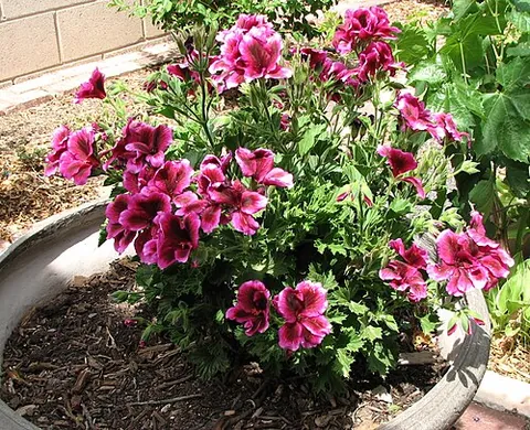 regal geranium: any of a group of hybrid pelargoniums known for their upright habit and large, showy flowers,...