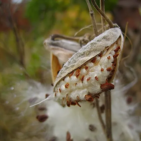 regmacarp: a fruit which, when mature, splits open to release its seeds; a dehiscent fruit