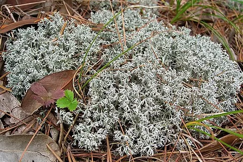 reindeer moss: a lichen (Cladonia rangiferina) that grows in areas of alpine tundra