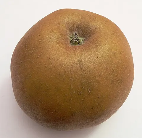 reinette: any of various kinds of apple, mostly of French origin, characterized by russeting