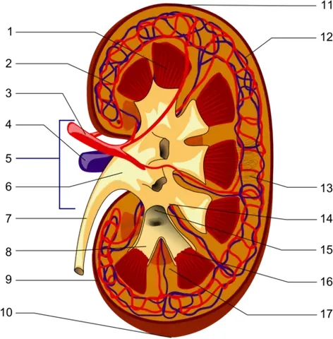 renal pelvis: the funnellike dilated proximal part of the ureter in the kidney