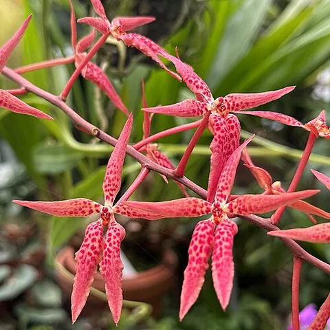 renanthera: any of the genus Renanthera of large, scrambling, monopodial, epiphytic, and terrestrial orchids...