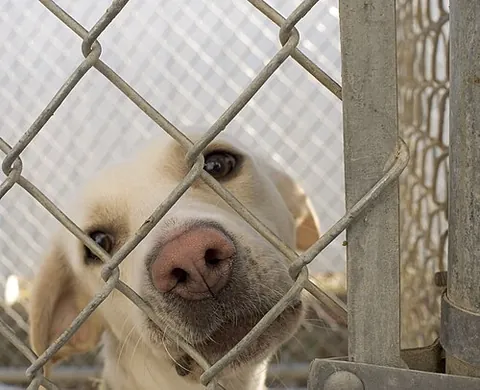 rescue dog: a homeless, lost or abandoned dog which has been, or will be, rehomed by an animal rescue centre or...
