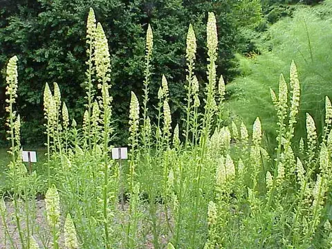 reseda: any of various plants of the genus Reseda having small, pale grayish green flowers, such as dyer's...