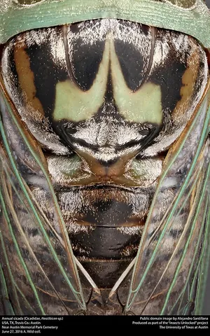 resh cicada: megatibicen resh, a species of cicada found most commonly in Texas