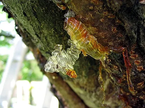 resin: a viscous water-insoluble hydrocarbon exudate of certain plants, or such a substance as a component...