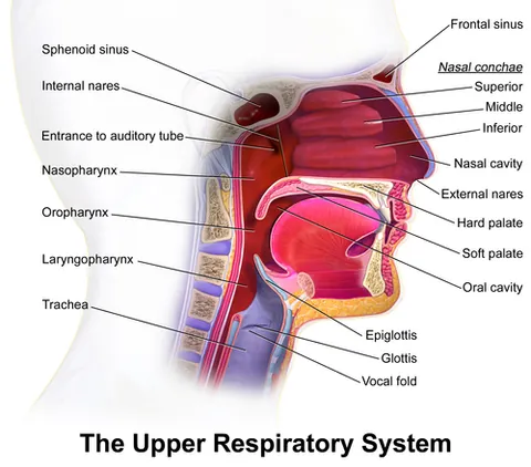 respiratory tract: the passages, divided into an upper and a lower part, through which air enters and leaves the body,...