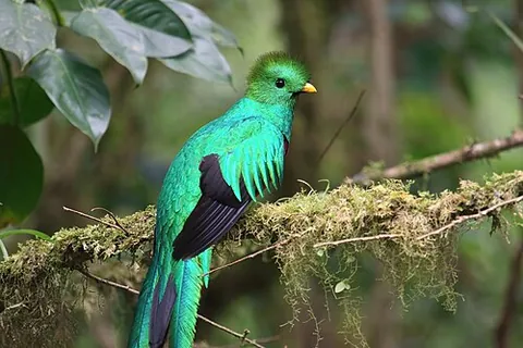resplendent quetzal: pharomachrus mocinno, a small, mainly green bird found in the tropical forests of Central America...