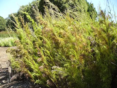 restio: any member of the family Restionaceae of perennial, evergreen, rush-like flowering plants native to...