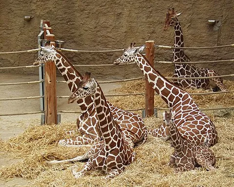 reticulated giraffe: giraffa reticulata or Giraffa camelopardalis reticulata, a species or subspecies of giraffe native...