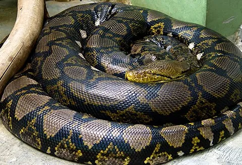 reticulated python: malayapython reticulatus, a species of python found in Southeast Asia, that is the world's longest...