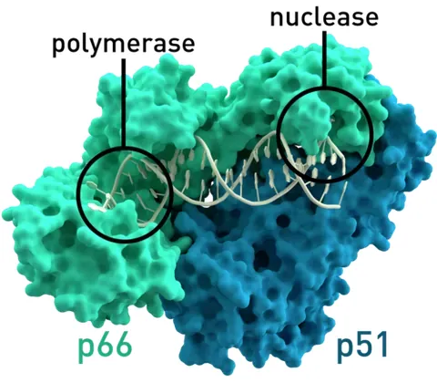 reverse transcriptase: a polymerase that catalyzes the formation of DNA from an RNA template