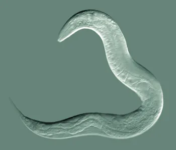 rhabditid: nematode in the family Rhabditidae