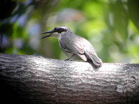 rhabdornis: any of the small passerine birds of the genus Rhabdornis, endemic to the Philippines
