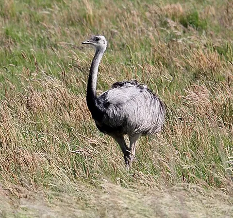 rhea: a large flightless bird of the order Rheiformes, native to South America