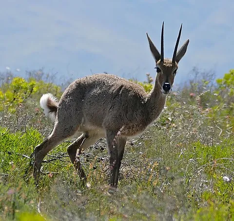 rhebok: a medium-sized, deerlike South African antelope, Pelea capreolus, having pale-gray, curly fur and...
