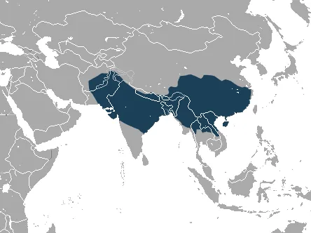 rhesus macaque: a monkey, Macaca mulatta, common throughout southern Asia, that is extensively used for medical...