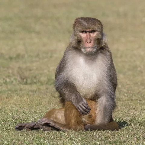 rhesus: a macaque monkey native to southern and southeastern Asia; Macaca mulatta